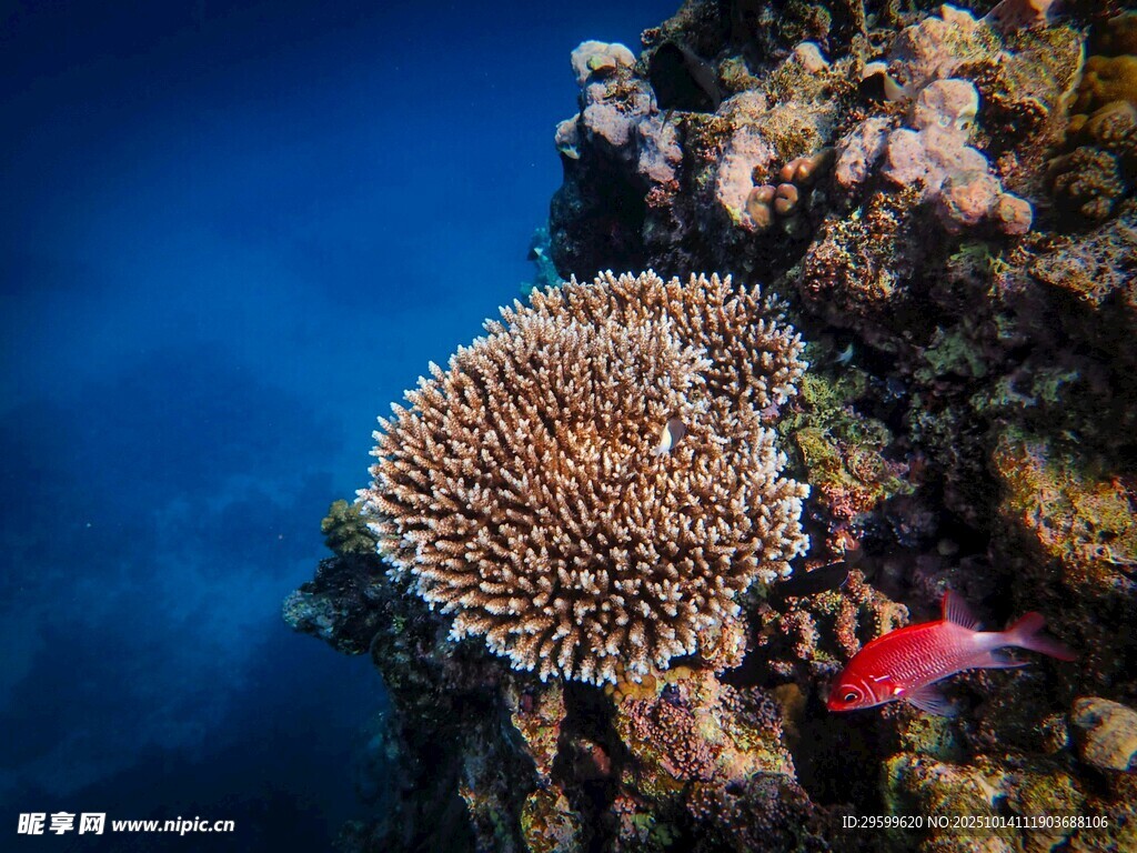 海底珊瑚與艷麗小魚