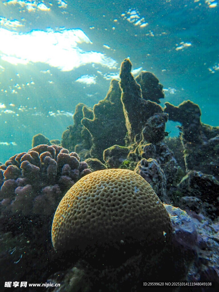 海底珊瑚景觀