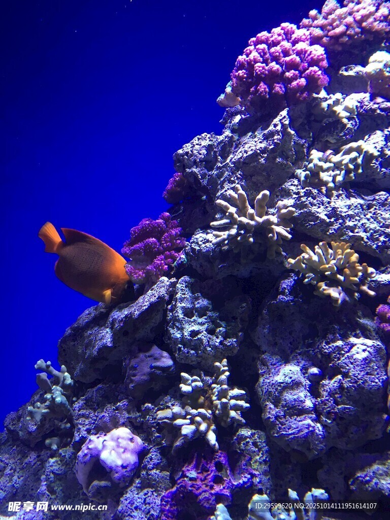 海底珊瑚叢中的鮮艷小魚