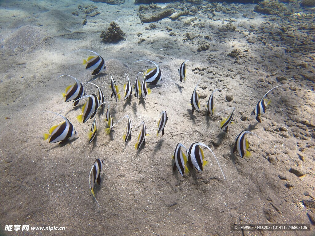 海底成群游動的條紋小魚
