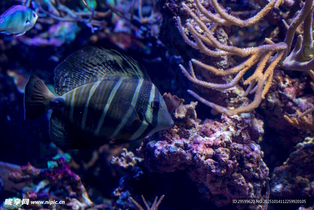 海底斑斕條紋魚與珊瑚