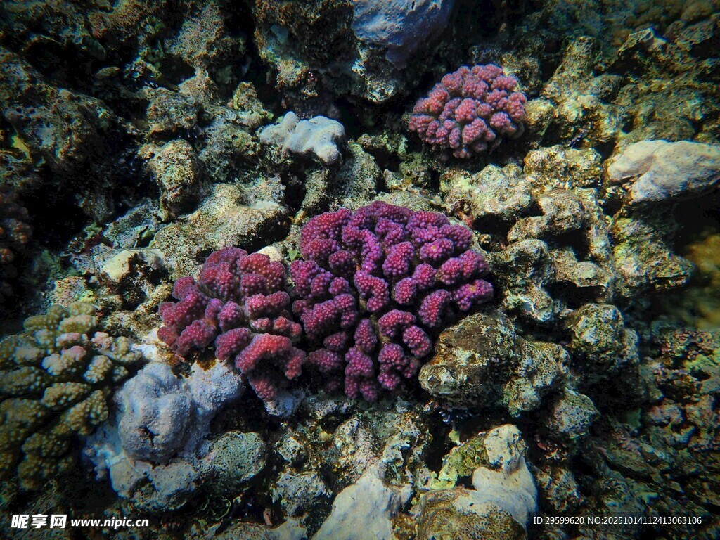 海底絢麗的紫色珊瑚群