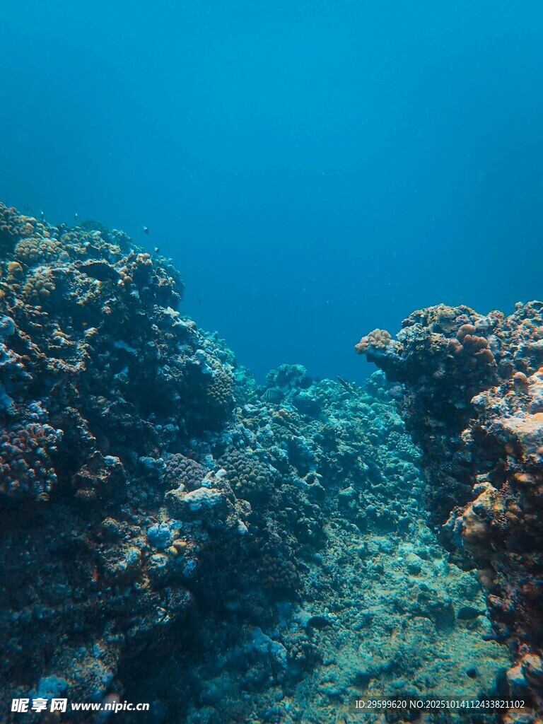 海底珊瑚景觀