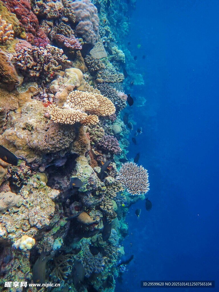海底多彩珊瑚礁景觀