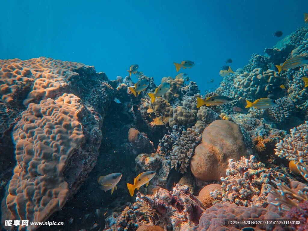 海底多彩珊瑚與游動(dòng)小魚
