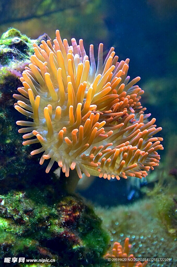 絢麗海葵綻放于水中