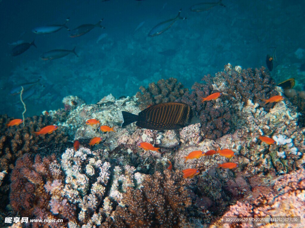 海底珊瑚與游動的小魚