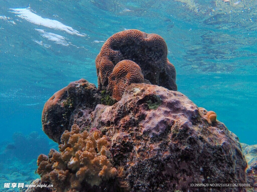 海底多彩珊瑚礁景觀