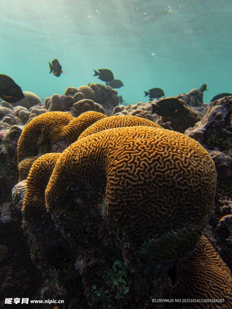 海底珊瑚與游動的魚
