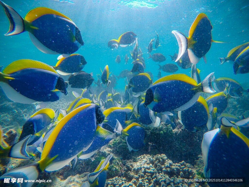 海底藍黃相間熱帶魚群