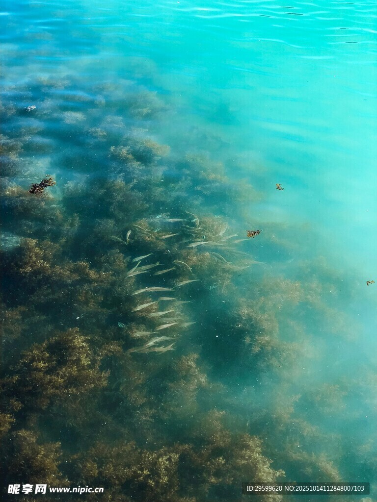 海底珊瑚景觀