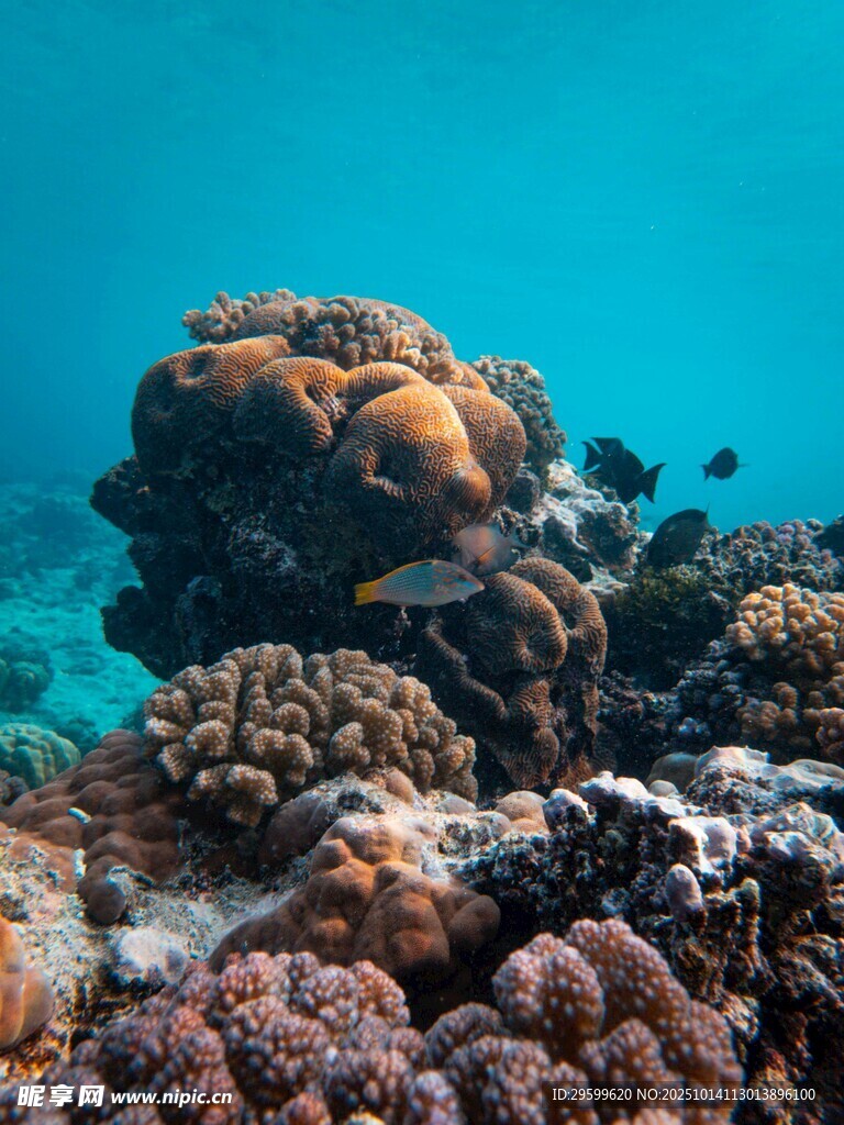 海底多彩珊瑚景觀