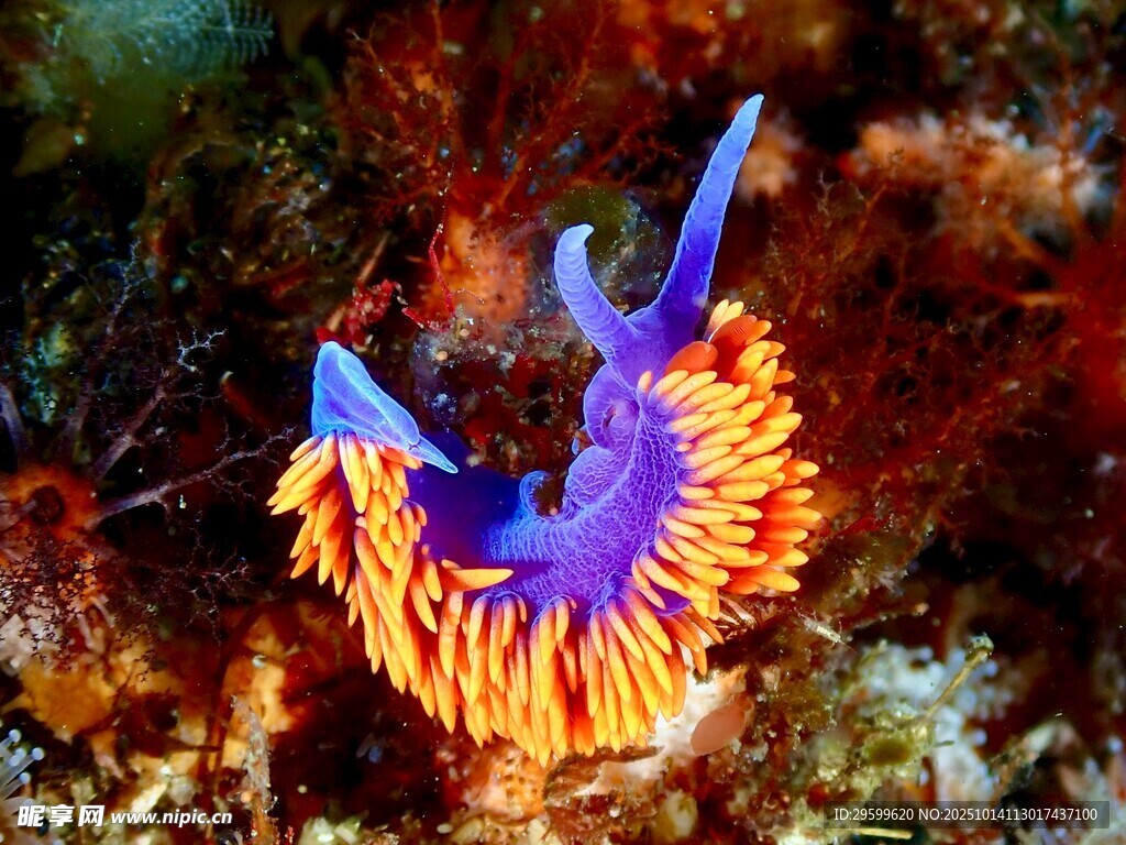 色彩絢麗的海蛞蝓
