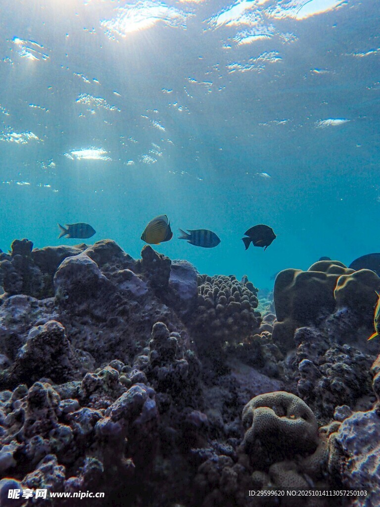 海底珊瑚與游動的小魚