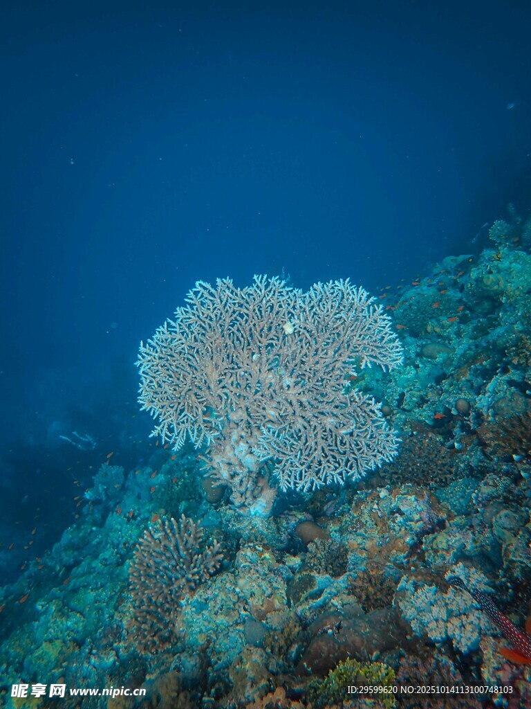 海底美麗珊瑚景觀