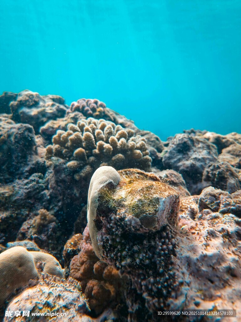 海底珊瑚景觀