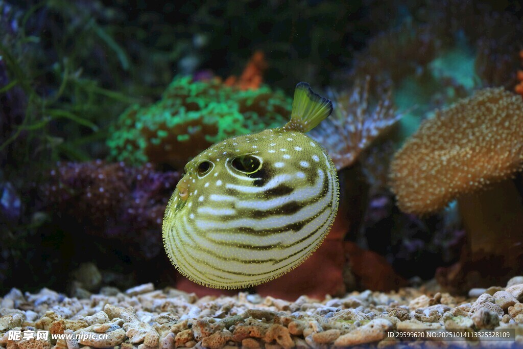 海底條紋魚 