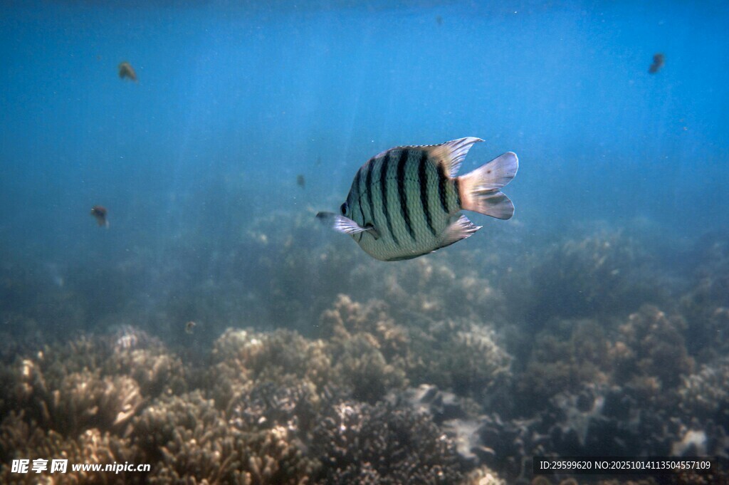 海洋中游動的條紋小魚