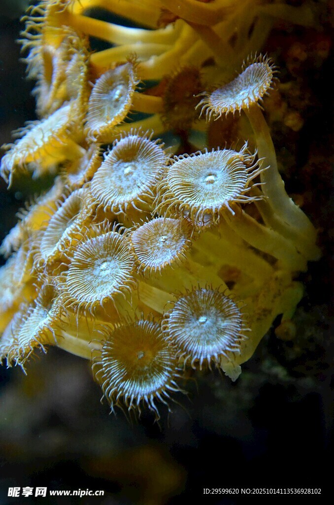 黃色海葵細(xì)節(jié)特寫