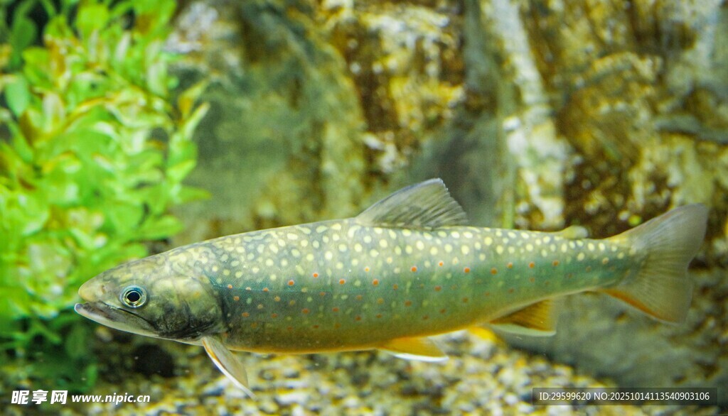 水中游弋的斑斕小魚