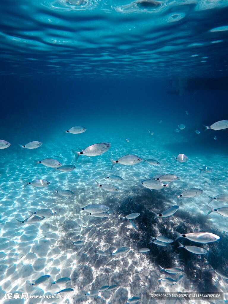 海底魚群與清澈海水景象