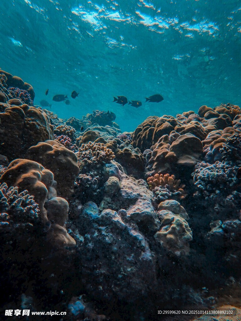 海底珊瑚景觀