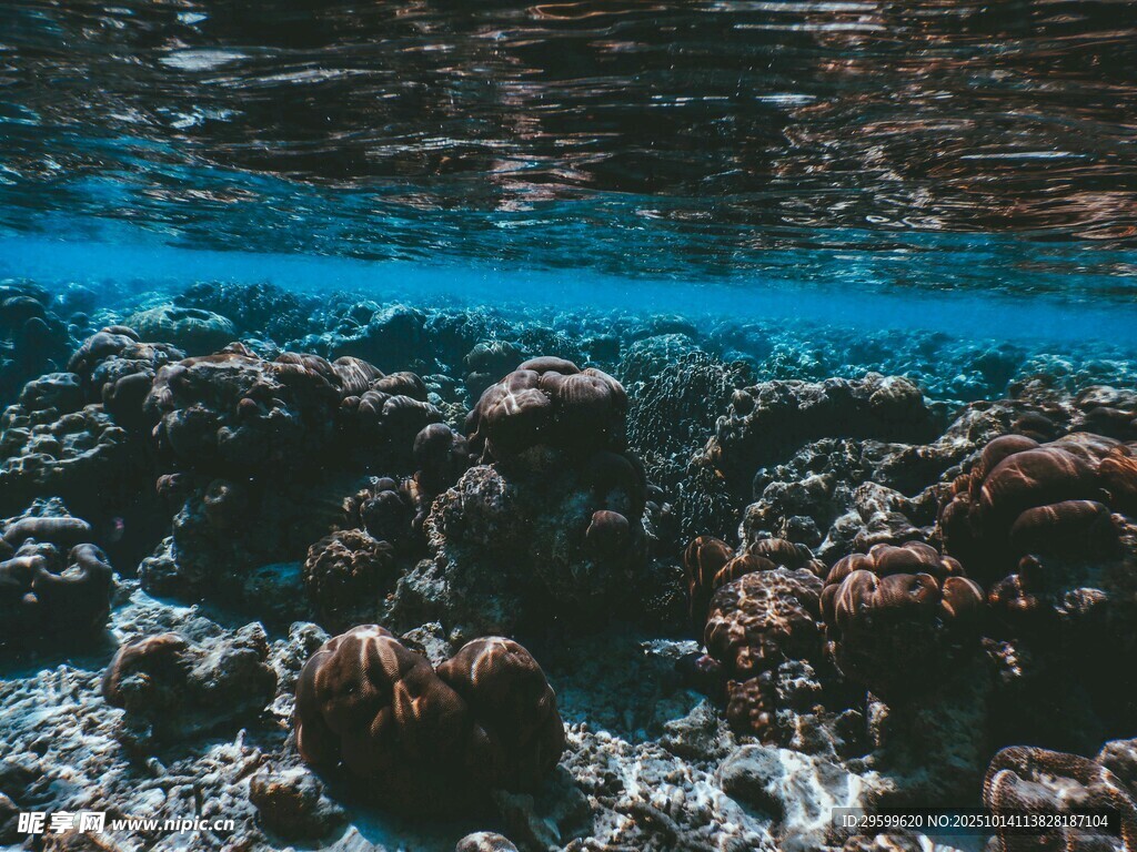 海底珊瑚景觀