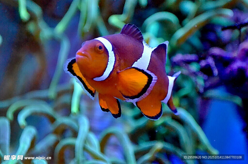 可愛(ài)小丑魚(yú)在珊瑚間游動(dòng)