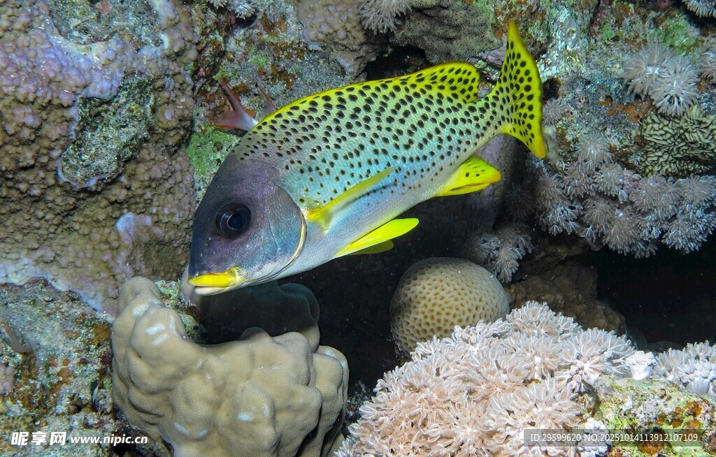 礁石旁的彩色條紋海魚