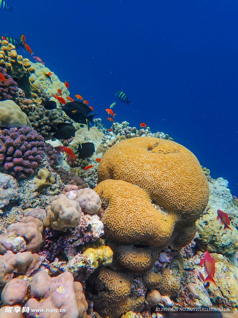 海底多彩珊瑚景觀