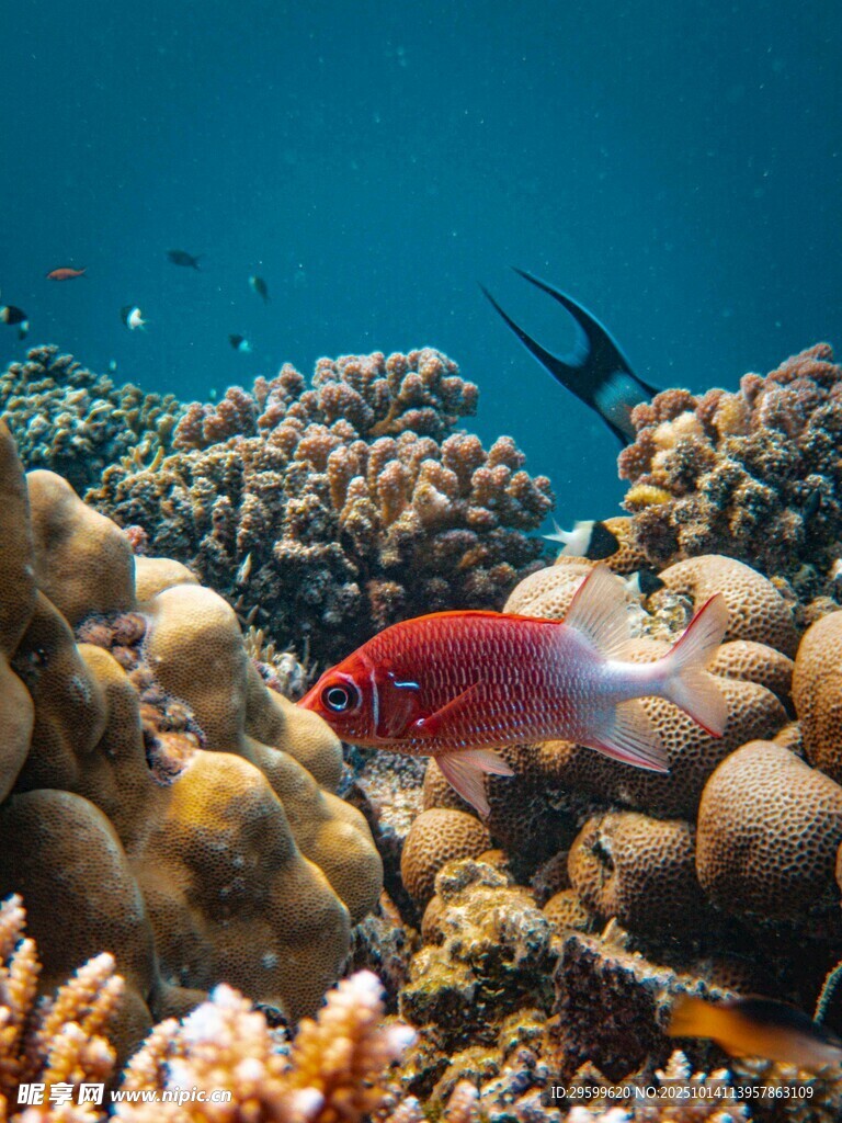 海底珊瑚叢中的艷麗紅魚
