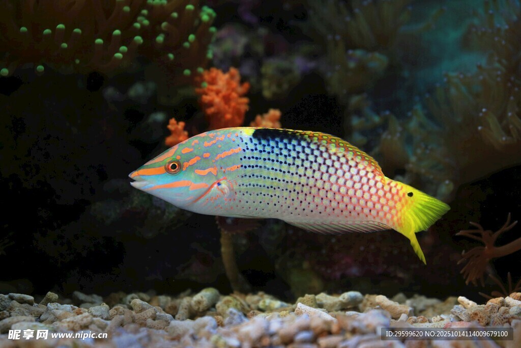 多彩海魚(yú)在礁石間游動(dòng)