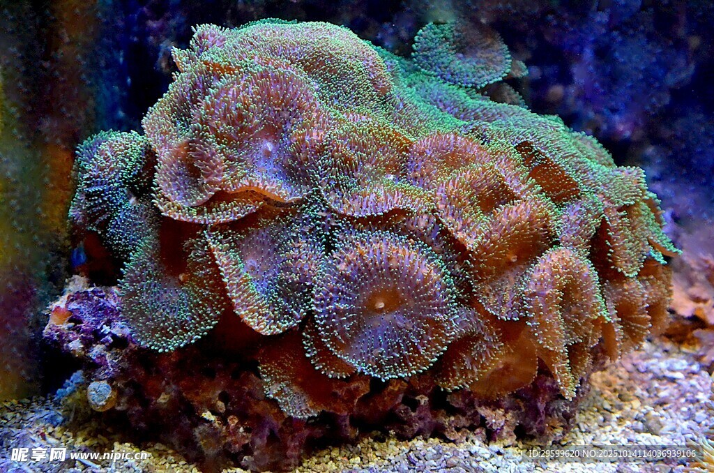 多彩珊瑚 
