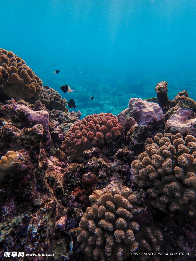 海底珊瑚景觀