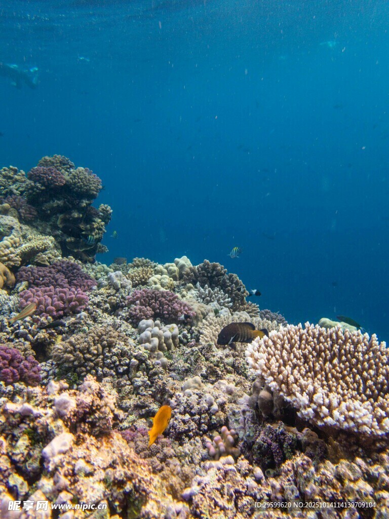 海底多彩珊瑚景觀