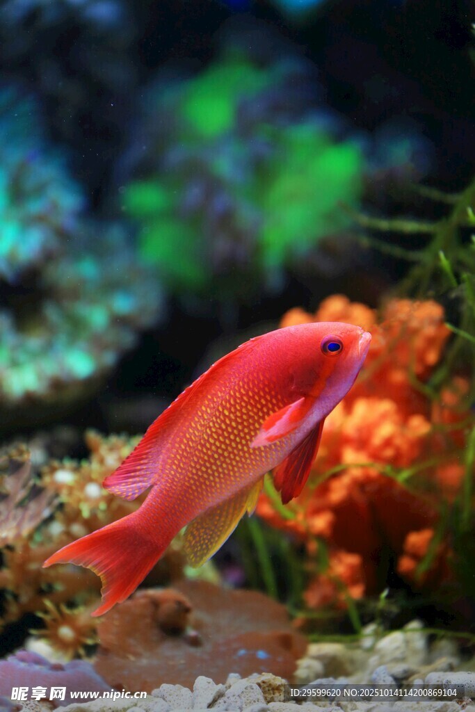艷麗觀賞魚于水族箱中