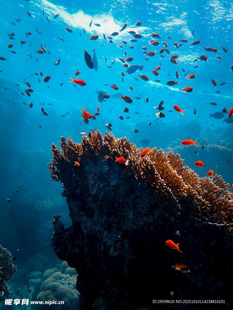 海底珊瑚與群魚景觀