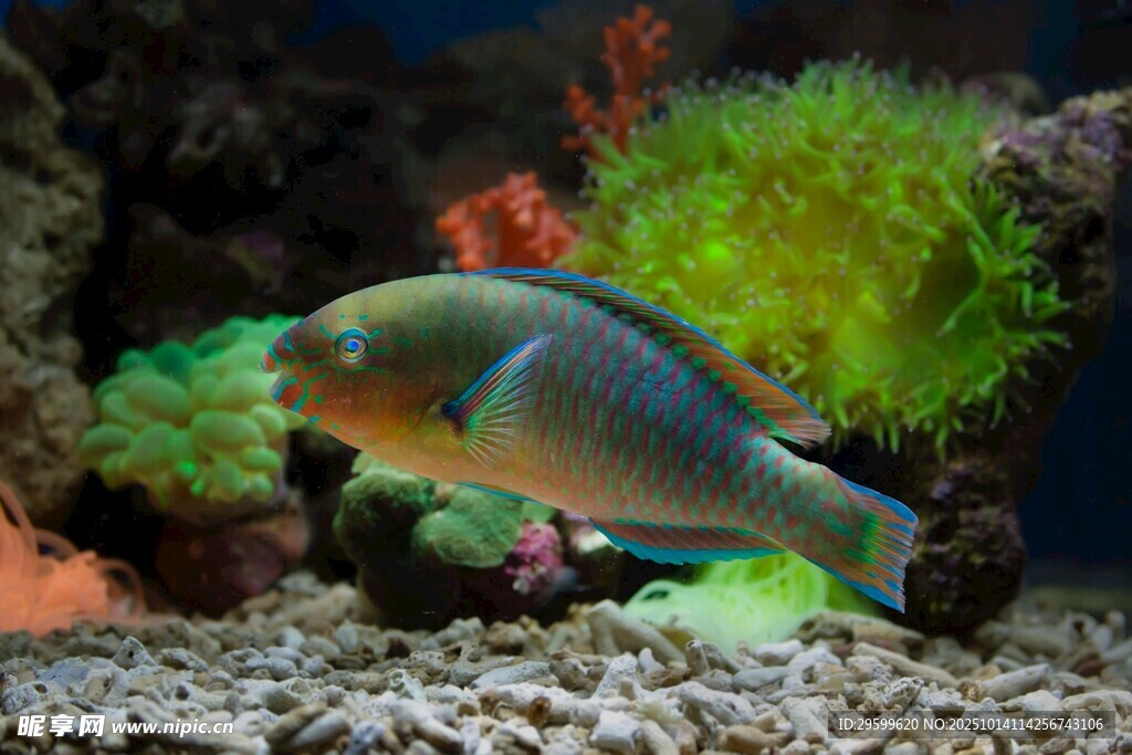 多彩海魚(yú)于珊瑚礁間游動(dòng)