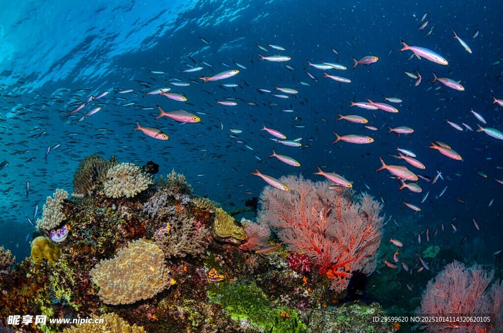 海底珊瑚與群魚(yú)景觀
