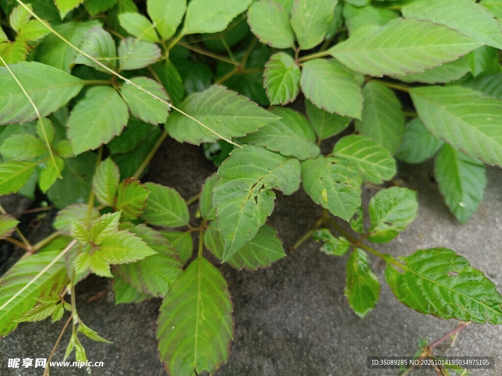 翠綠植物葉片特寫