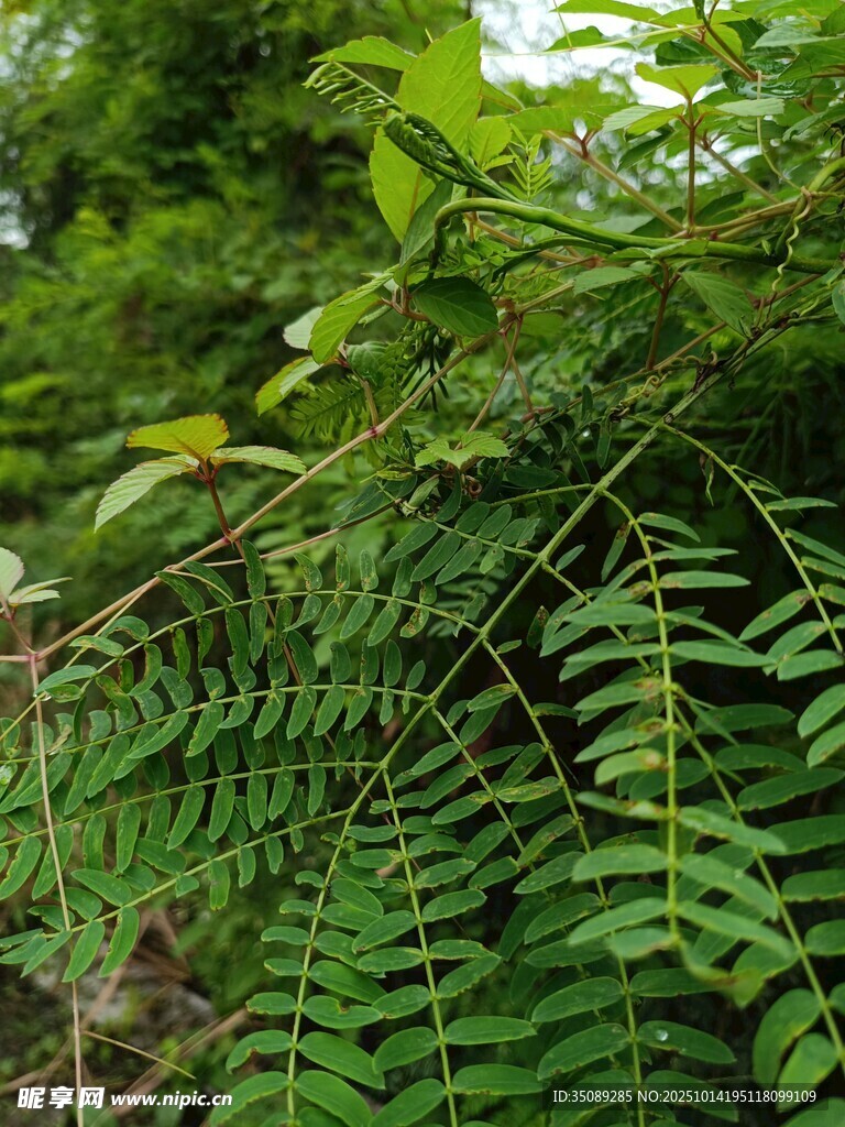 茂密叢林中的蕨類植物