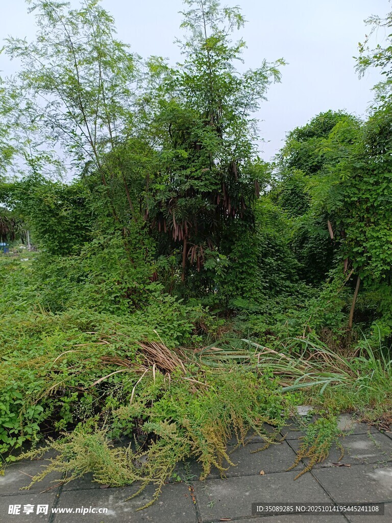 雜草叢生的荒廢戶外場景