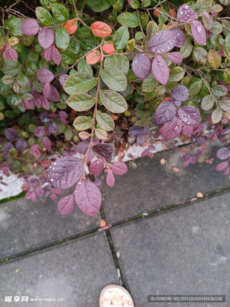 路邊多彩植物特寫(xiě)
