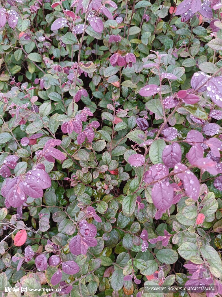紫色花卉植物景觀