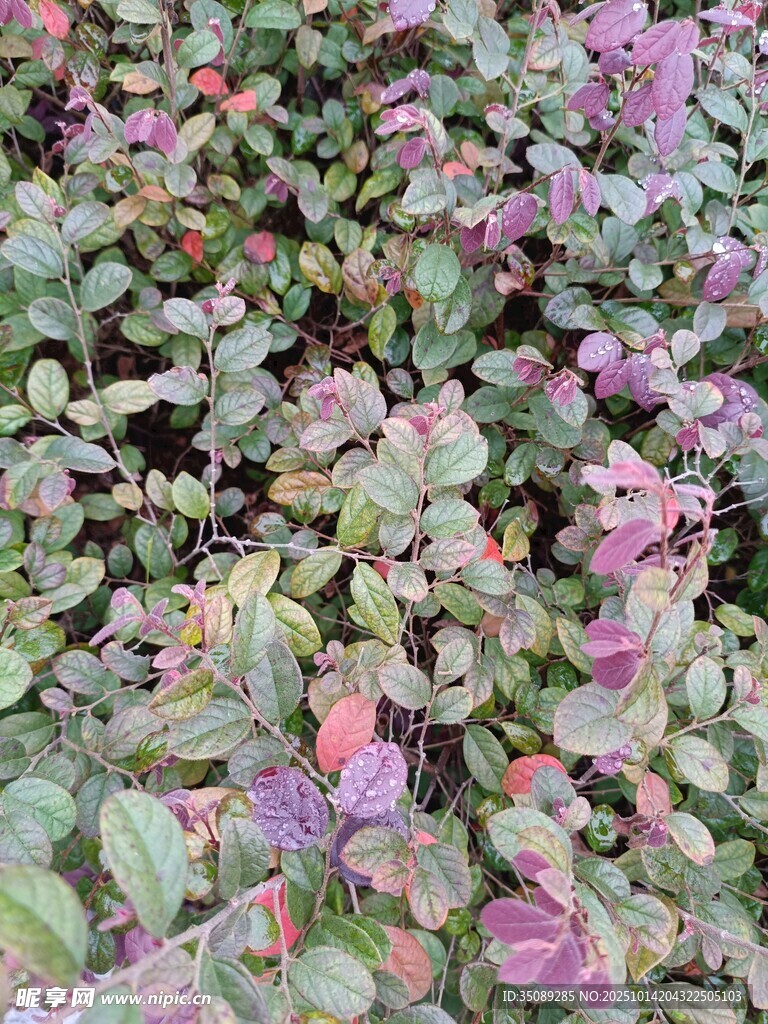 多彩葉片植物景觀
