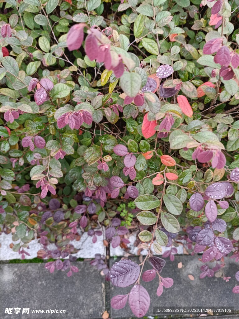 多彩斑斕的地面植物景觀
