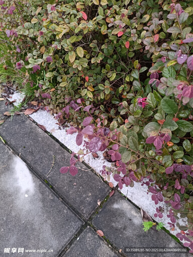 雨后路邊的繽紛花草