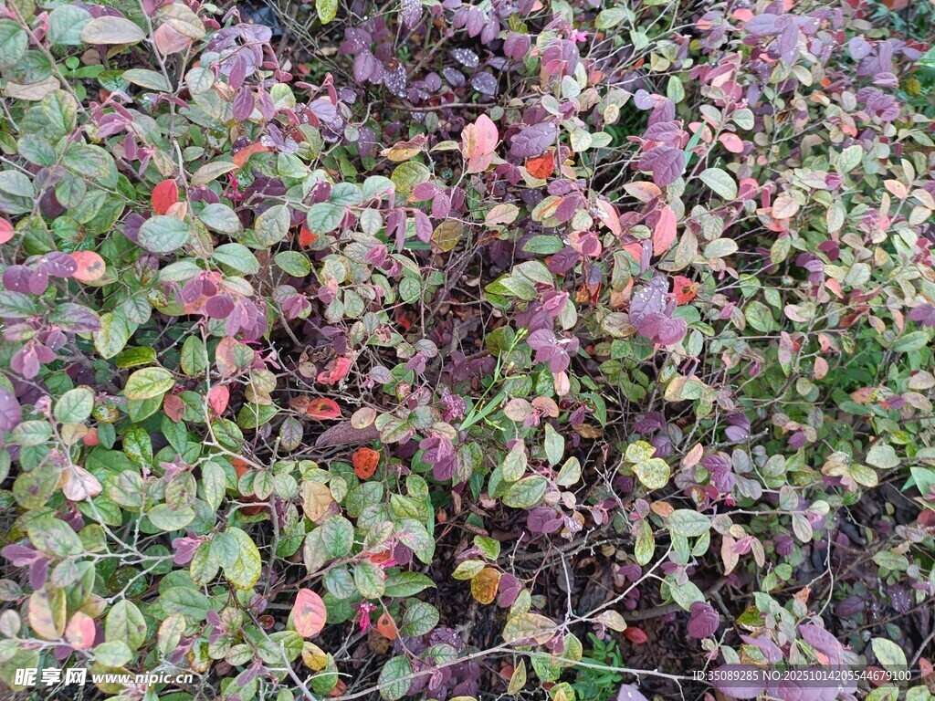 多彩葉片植物景觀