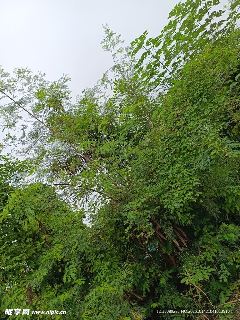 茂密蔥郁的綠色植物景觀