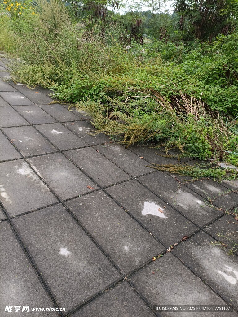 石板小徑旁的繁茂綠植